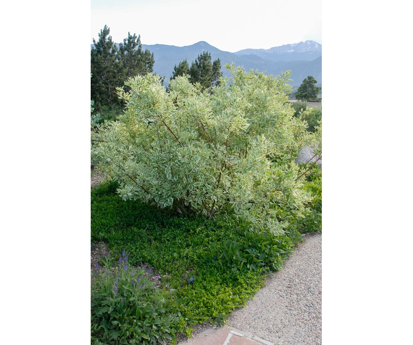 Variegated Dogwood